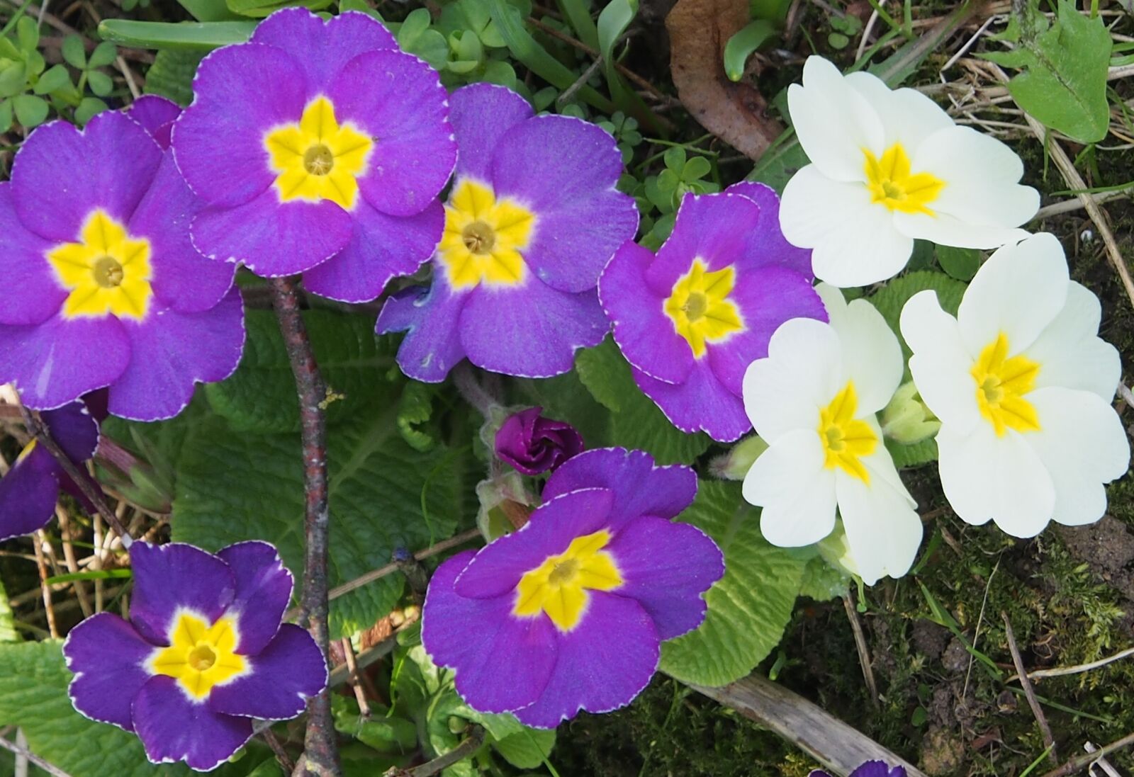 Olympus OM-D E-M5 sample photo. Cowslip, purple, white photography