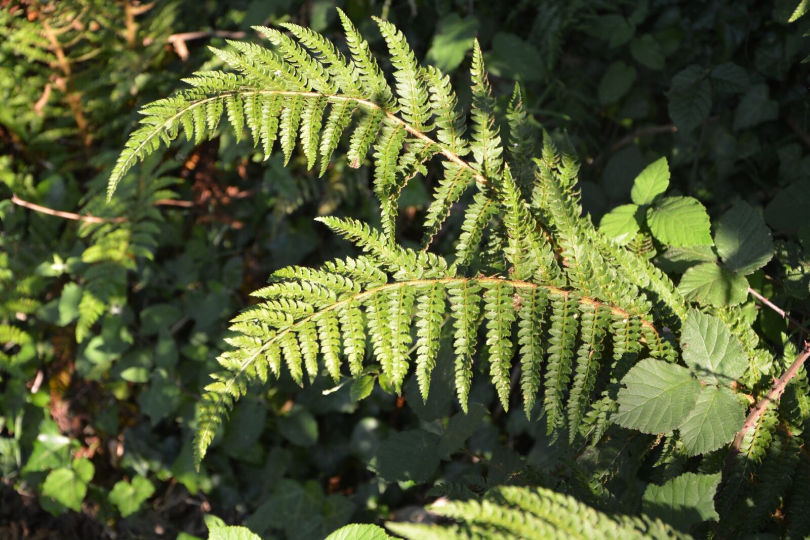 Nikon D5200 sample photo. Fern, nature, forest photography