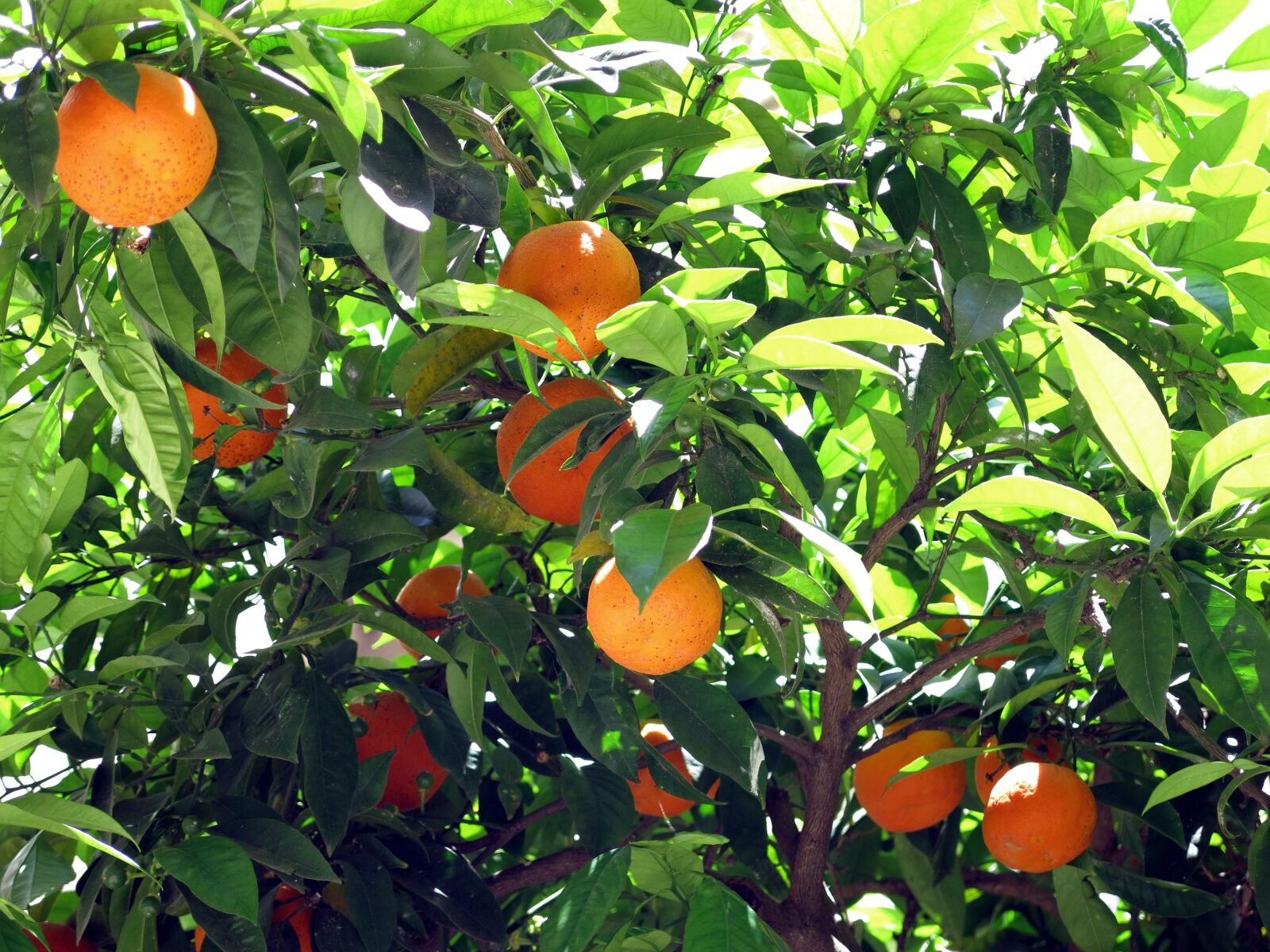 Canon PowerShot G15 sample photo. Orange, tree, bush photography