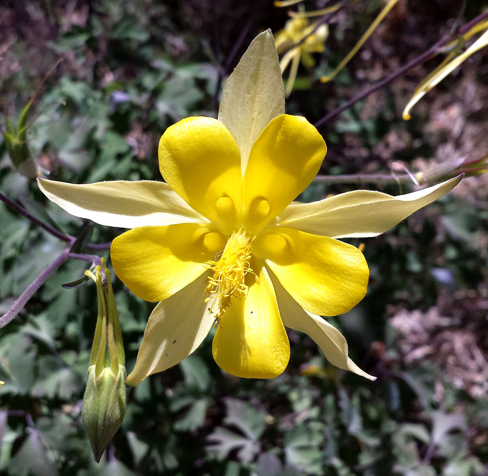 Samsung Galaxy S4 sample photo
