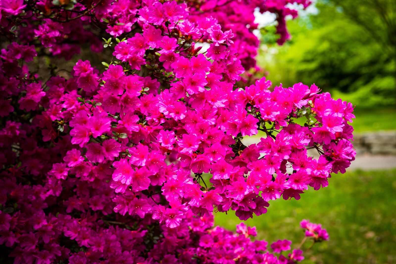 Panasonic Leica DG Summilux 25mm F1.4 II ASPH sample photo. Azalea, flower, blossom photography
