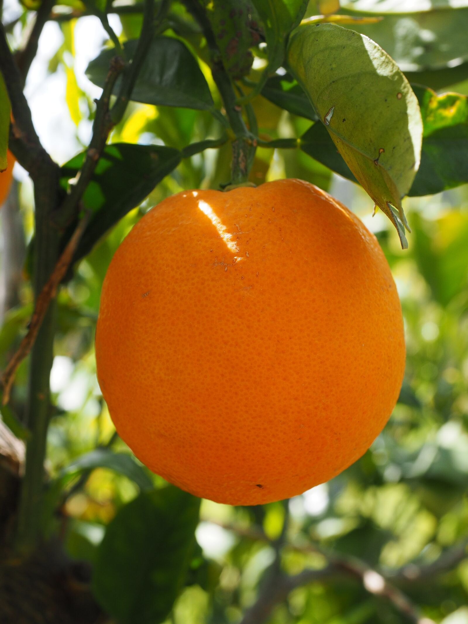 Olympus OM-D E-M1 + Olympus M.Zuiko Digital ED 12-40mm F2.8 Pro sample photo. Orange, fruit, orange tree photography