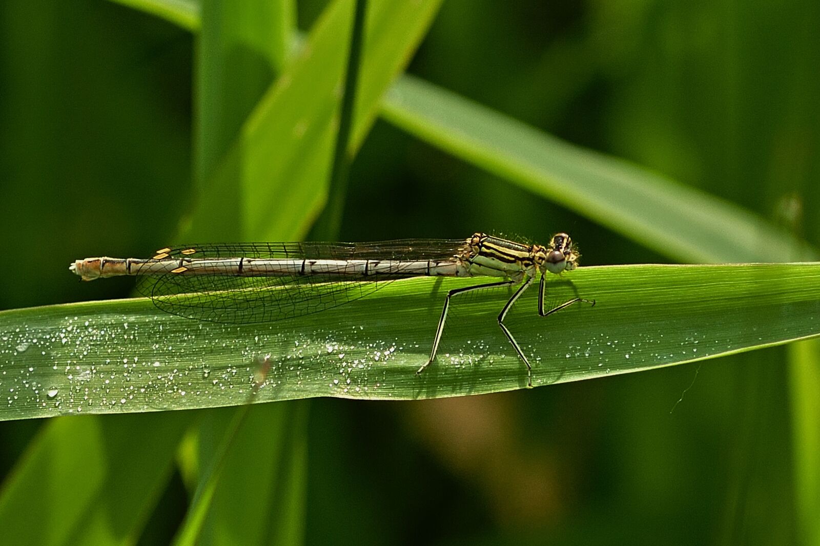 Nikon D5200 sample photo. Dragonfly, meadow, grass photography