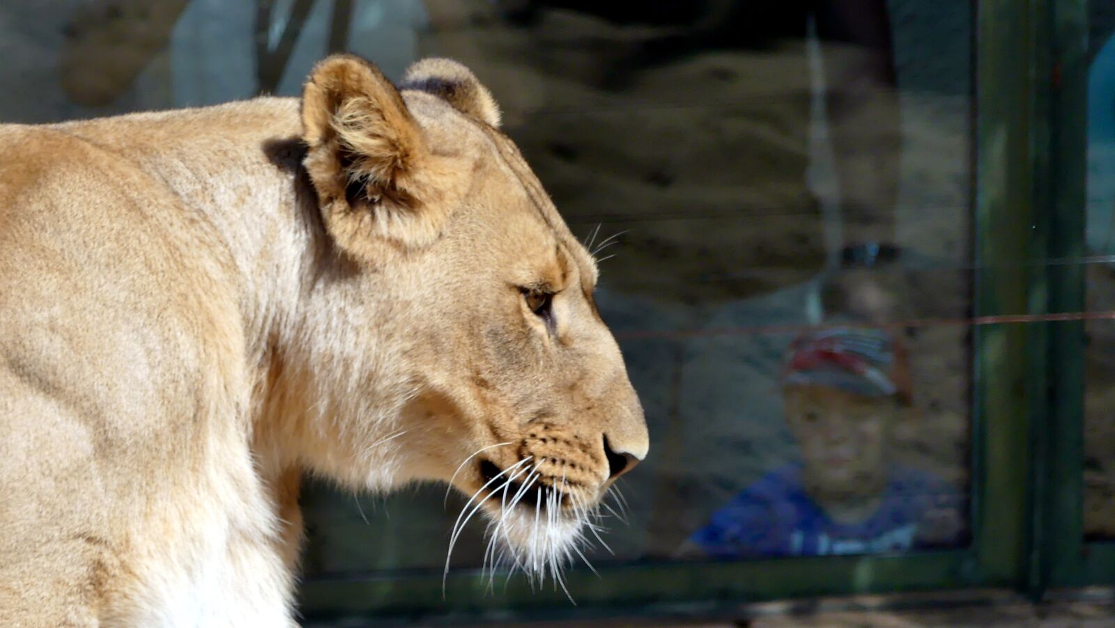 Panasonic Lumix DMC-FZ300 sample photo. Zoo, animals, lion photography