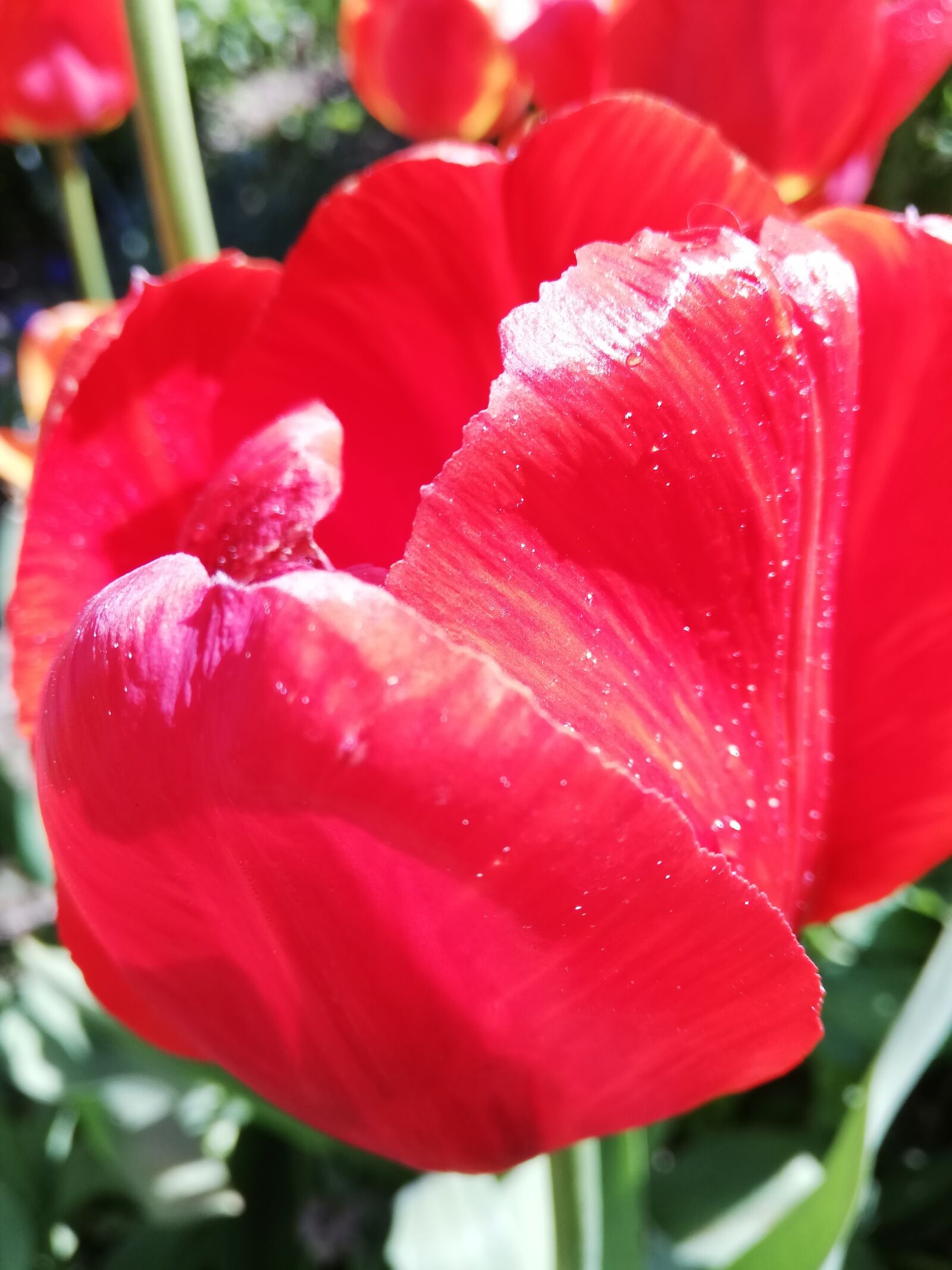 HUAWEI P20 lite sample photo. Red, tulip, day photography