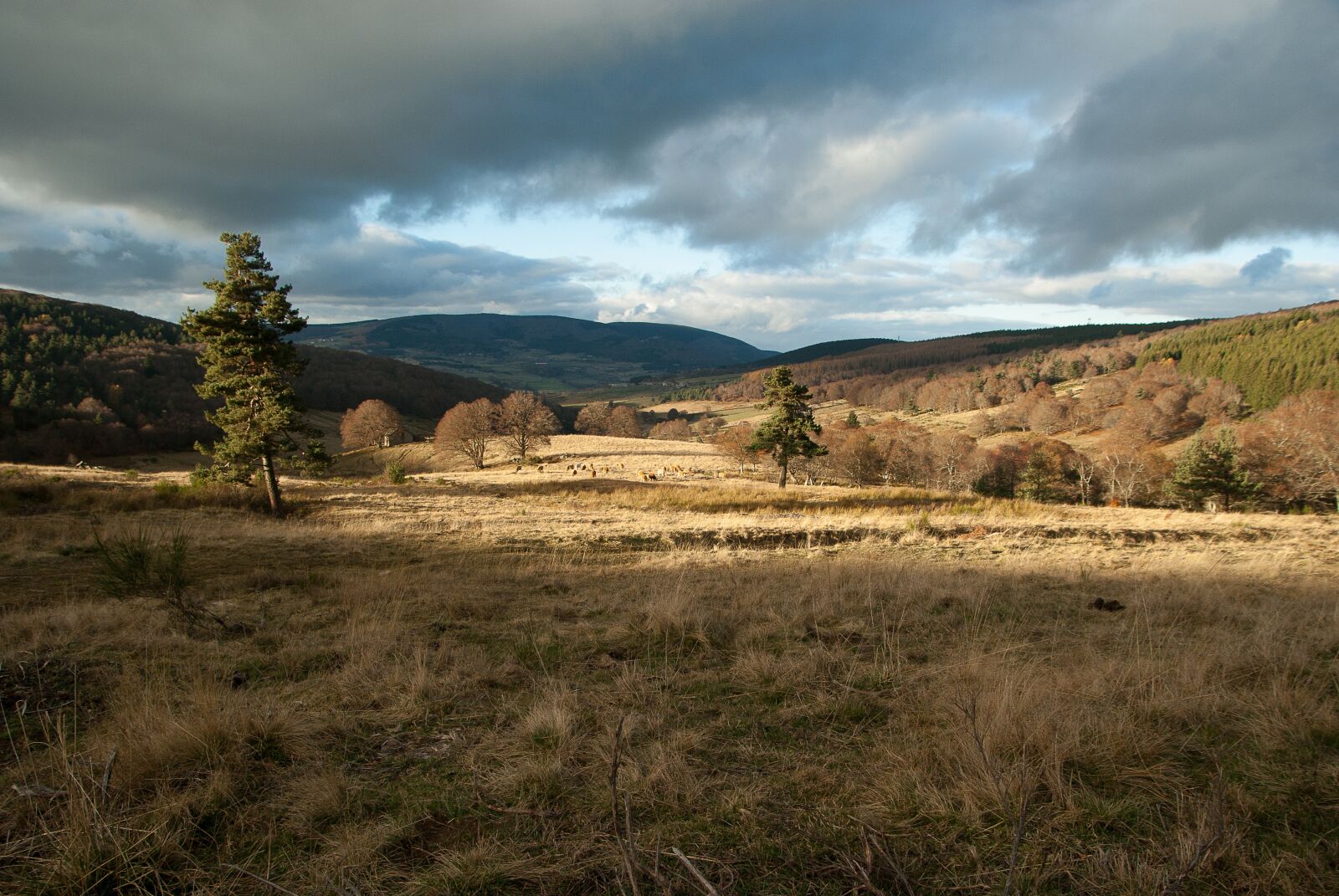 Pentax K10D sample photo. France, lozère, pastures photography