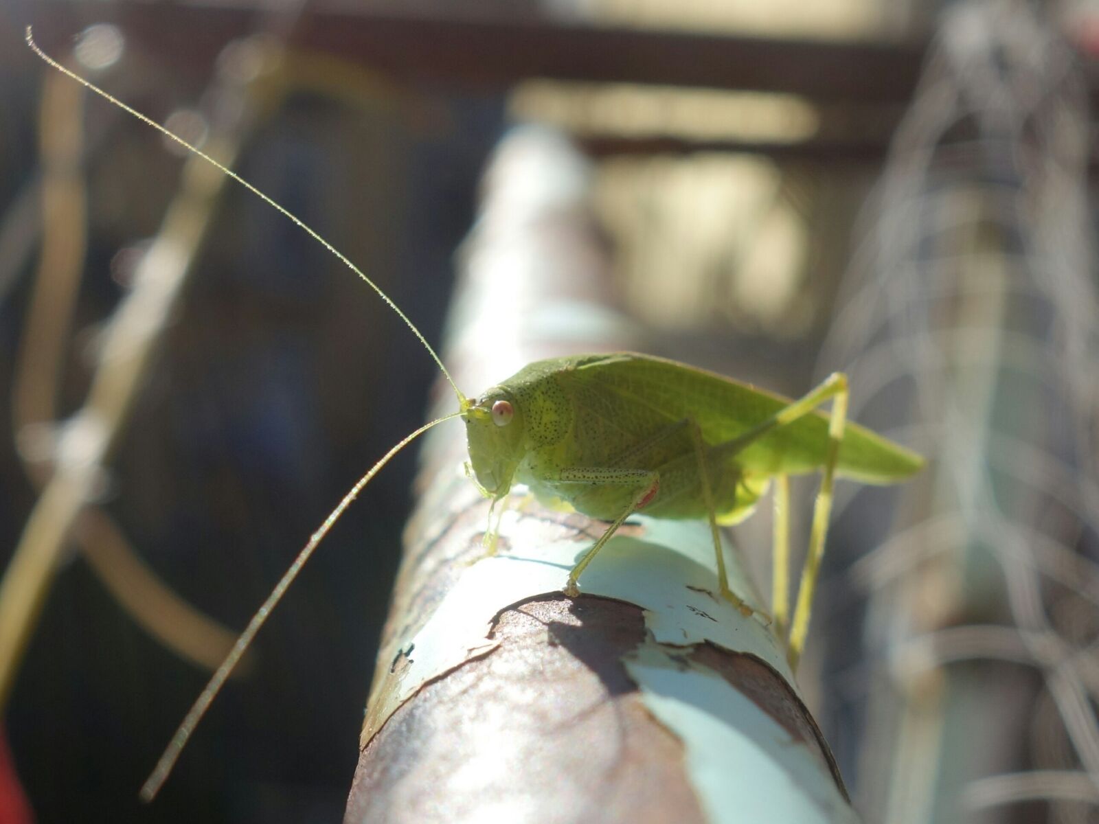 Sony Cyber-shot DSC-RX100 II sample photo. Grasshopper, katydid, long probe photography