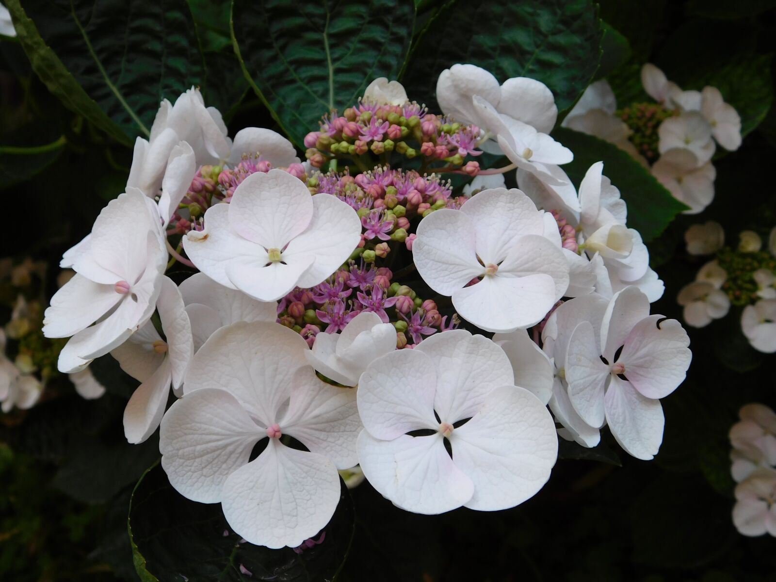 Nikon Coolpix L840 sample photo. Flower, flora, garden photography