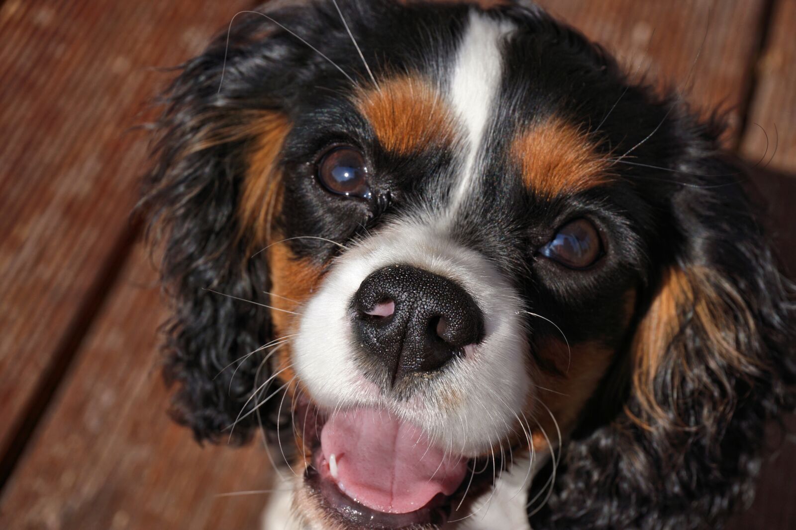 Sony a6000 sample photo. Cavalier king charles, puppy photography