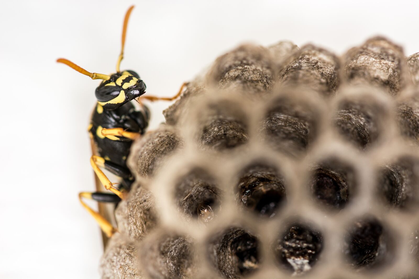 Nikon D7100 sample photo. Wasp, combs, the hive photography