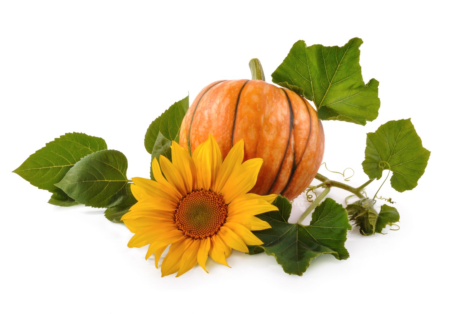 Nikon D5000 sample photo. Pumpkin, background, natural photography