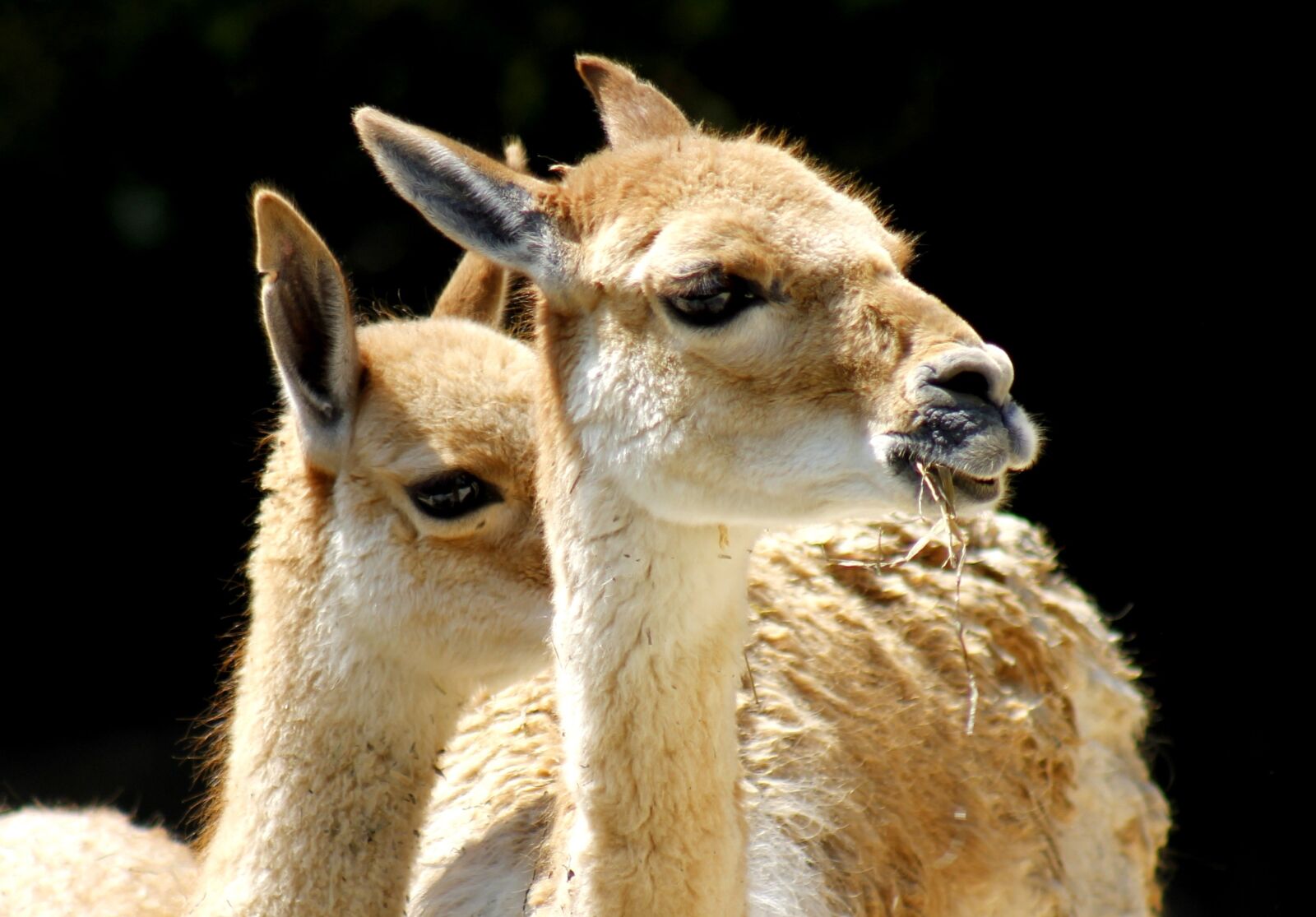 Canon EF 75-300mm f/4-5.6 sample photo. Lama, zoo, animal world photography