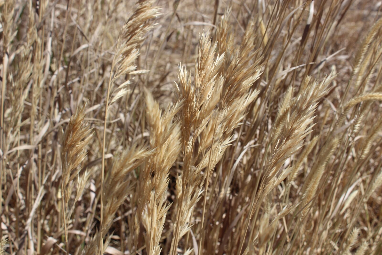 Canon EOS 1200D (EOS Rebel T5 / EOS Kiss X70 / EOS Hi) sample photo. Wheat, country, hay photography