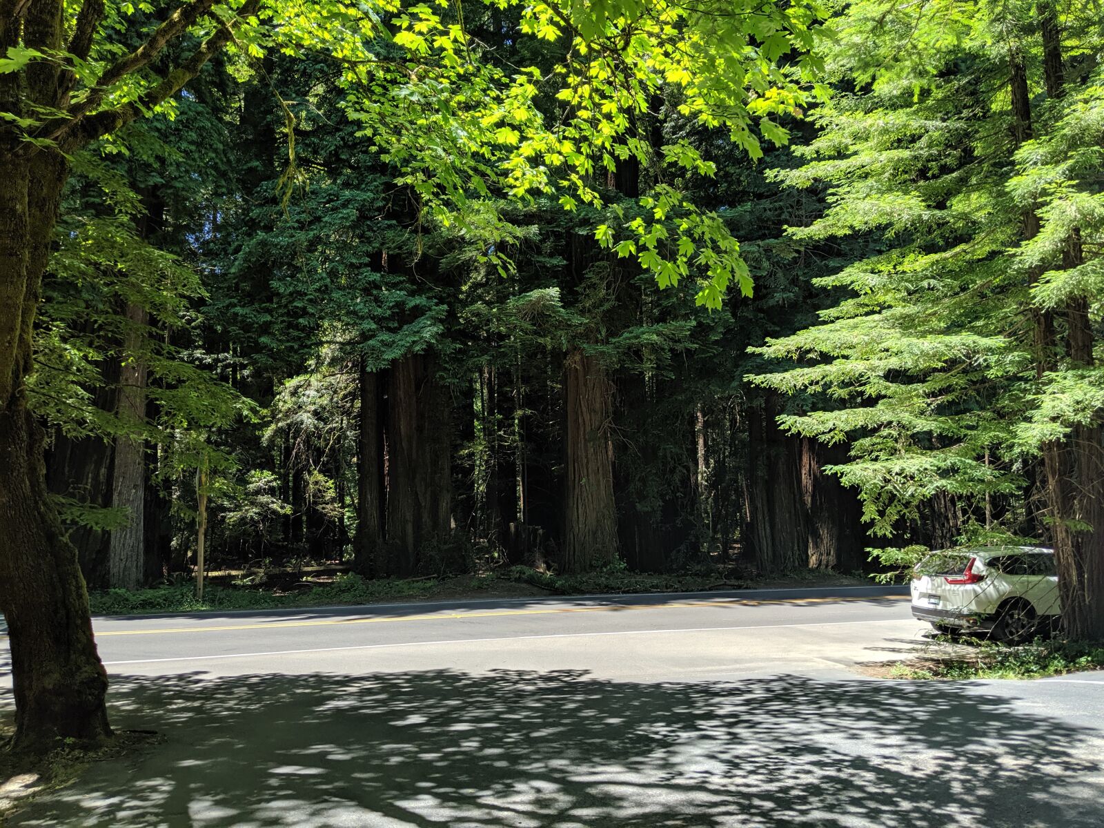 Google Pixel 3 sample photo. Redwood, california, forest photography