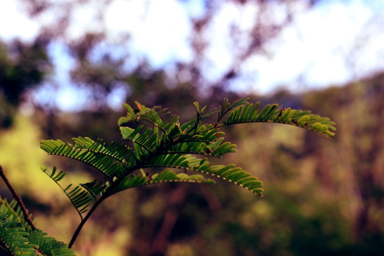 Canon EOS 100D (EOS Rebel SL1 / EOS Kiss X7) sample photo. Branches, foliage, green photography