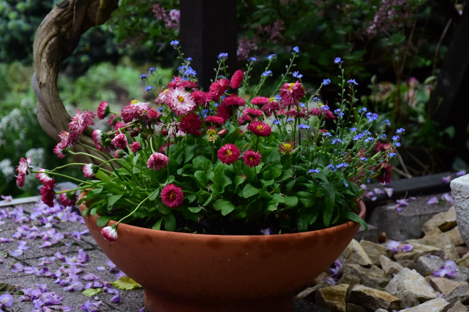 Nikon D7200 sample photo. Flower, nature, plant photography
