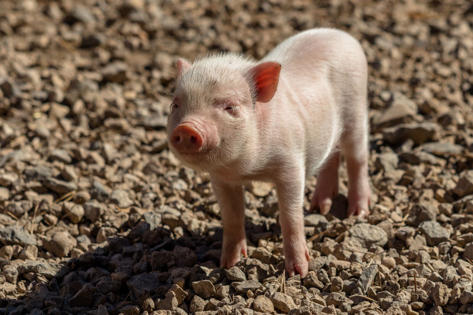 Canon EF 70-300 F4-5.6 IS II USM sample photo. Piglet, pig, farm photography