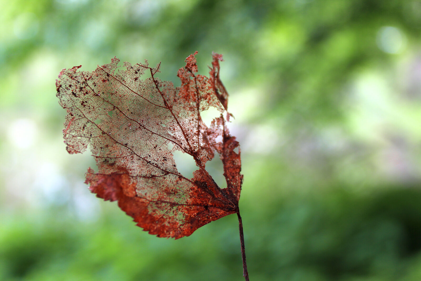 Canon EOS 1300D (EOS Rebel T6 / EOS Kiss X80) sample photo. Autumn, background, dead, forest photography