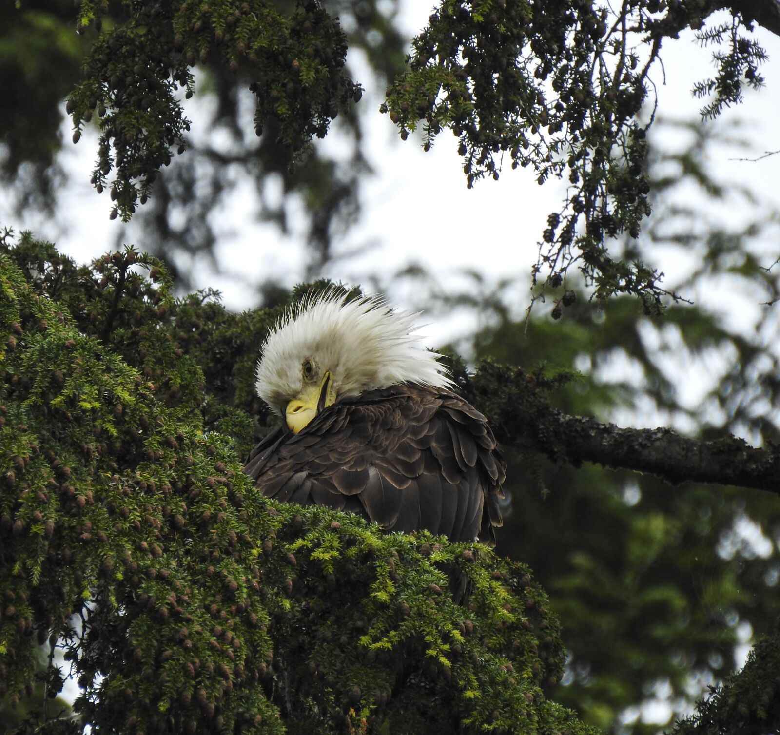 Nikon Coolpix P900 sample photo. Eagle, bald, nature photography