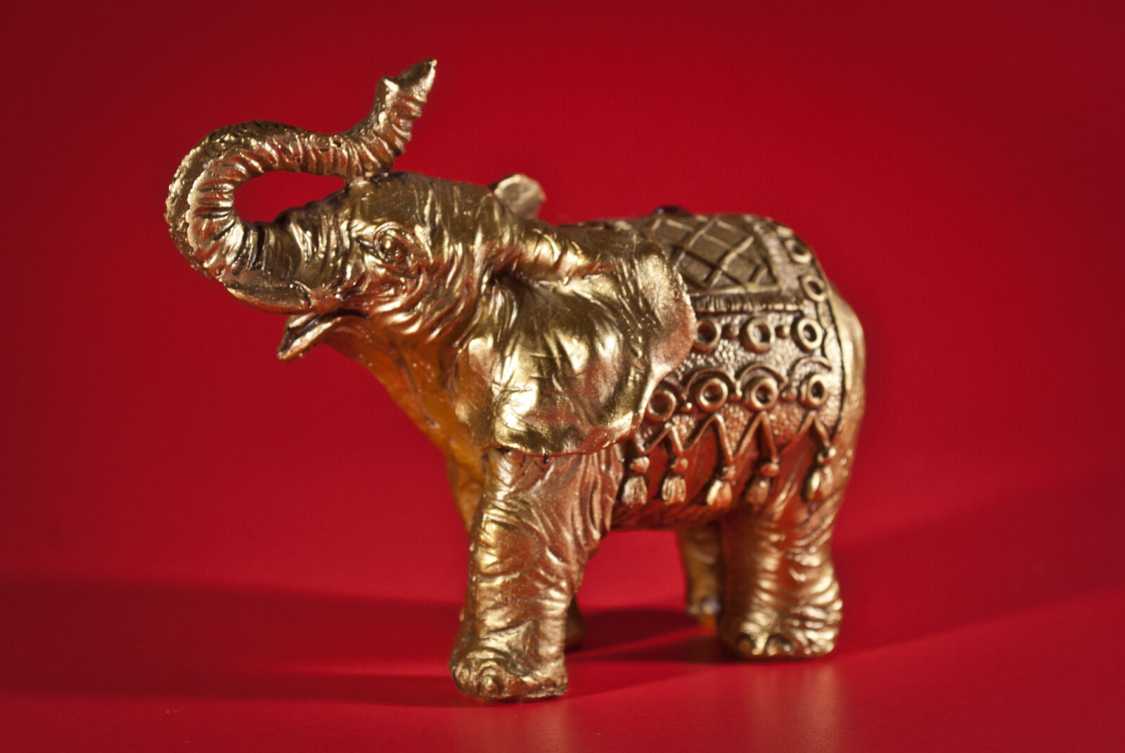 Nikon D200 sample photo. Elephant photography