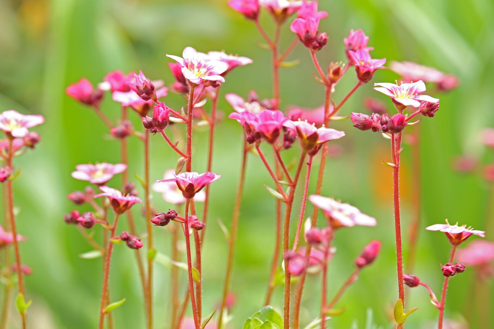 Canon EF-S 55-250mm F4-5.6 IS STM sample photo. Soapwort, spring flower, stone photography