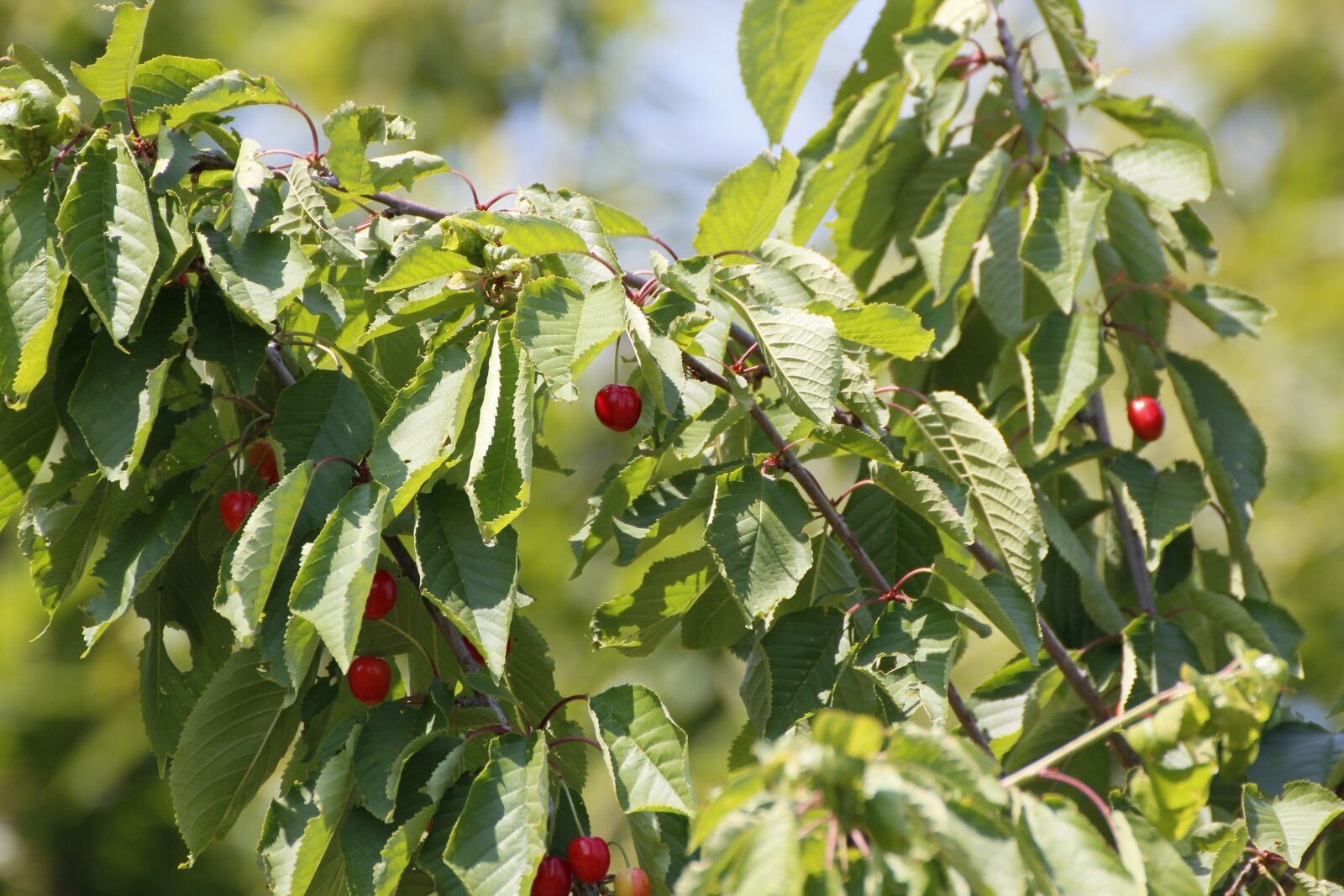 Canon EOS 600D (Rebel EOS T3i / EOS Kiss X5) sample photo. Cherry tree, cherries, leaves photography