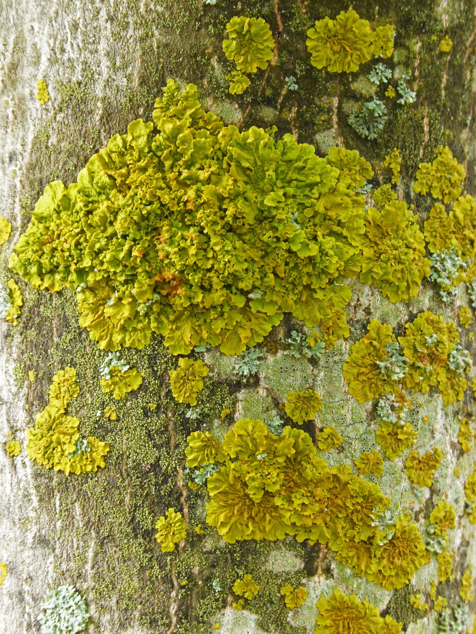 Panasonic DMC-FZ62 sample photo. Lichen, moss, trunk photography