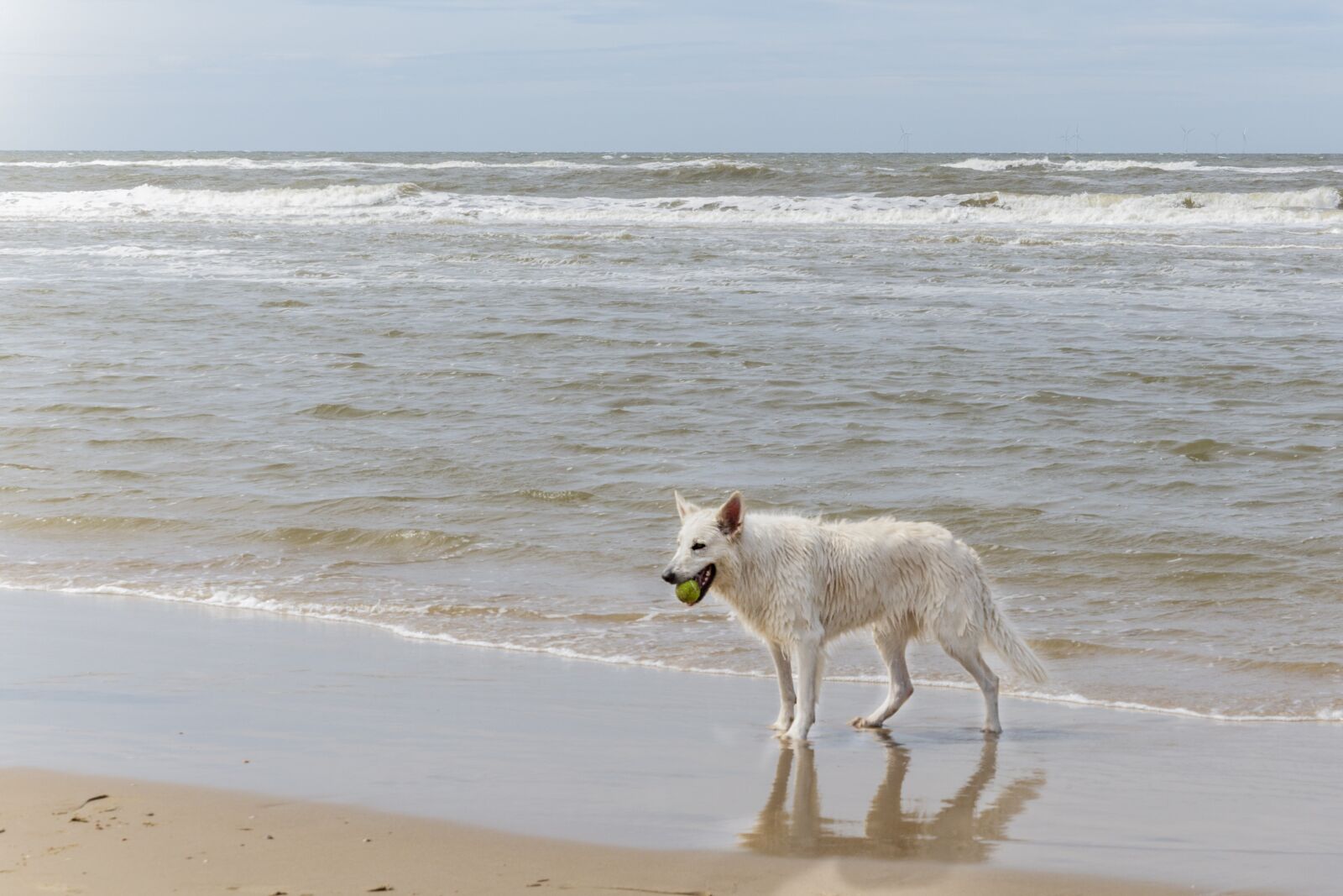 Canon EOS 5D Mark III sample photo. Dog, play, animal photography