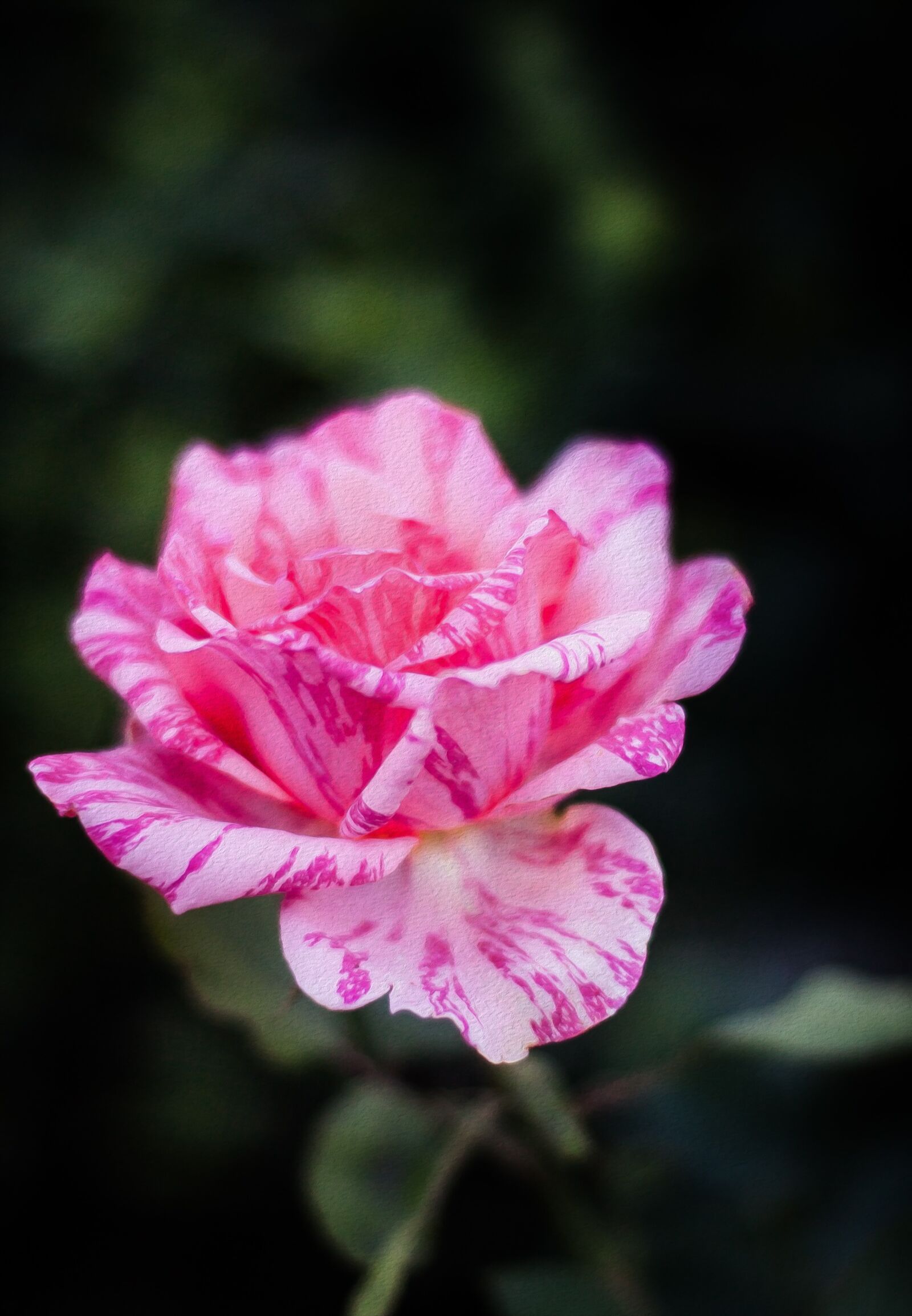 Canon EF 50mm F1.4 USM sample photo. Plant, blossom, bloom photography