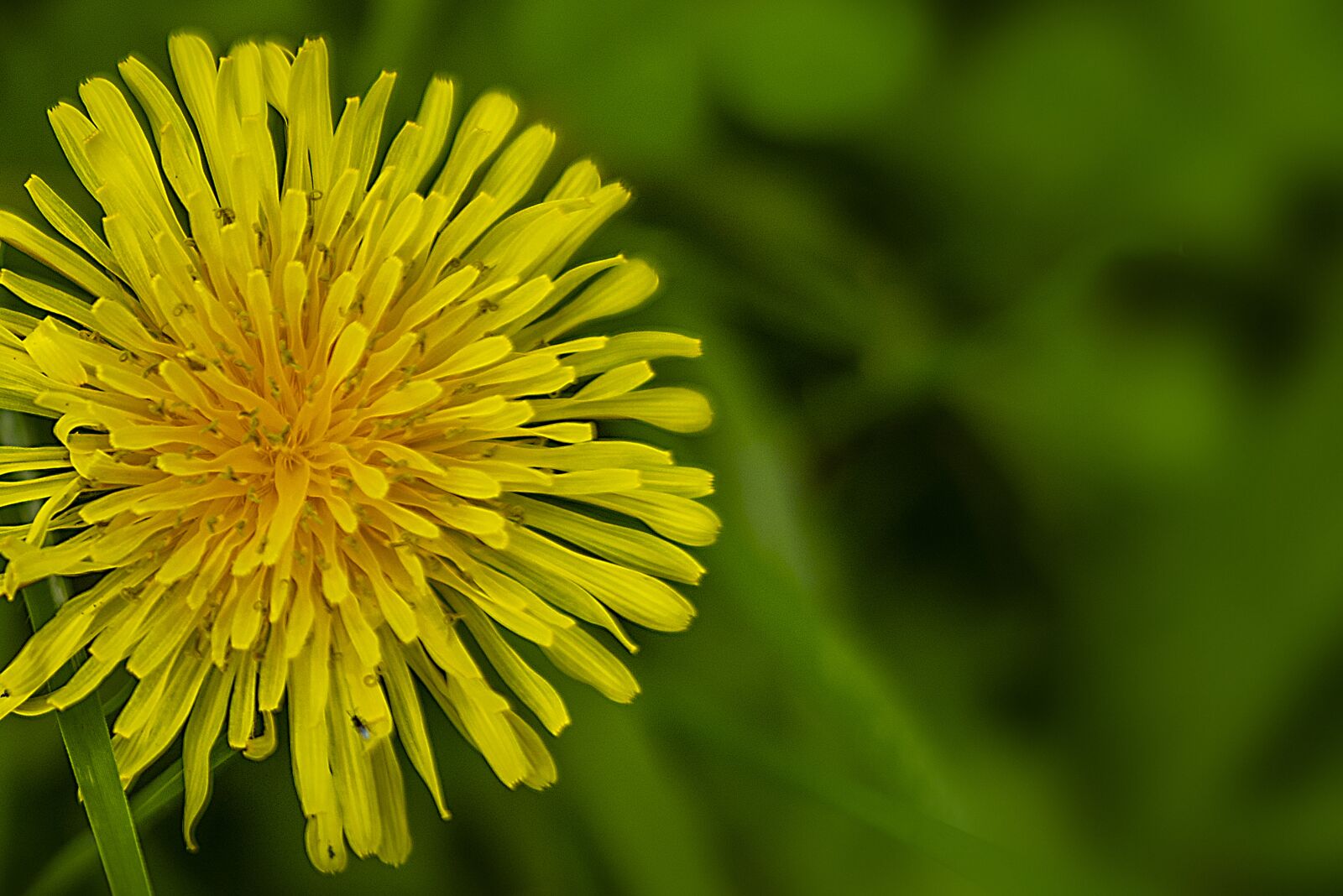 Nikon D600 sample photo. Dandelion, nature, seeds photography