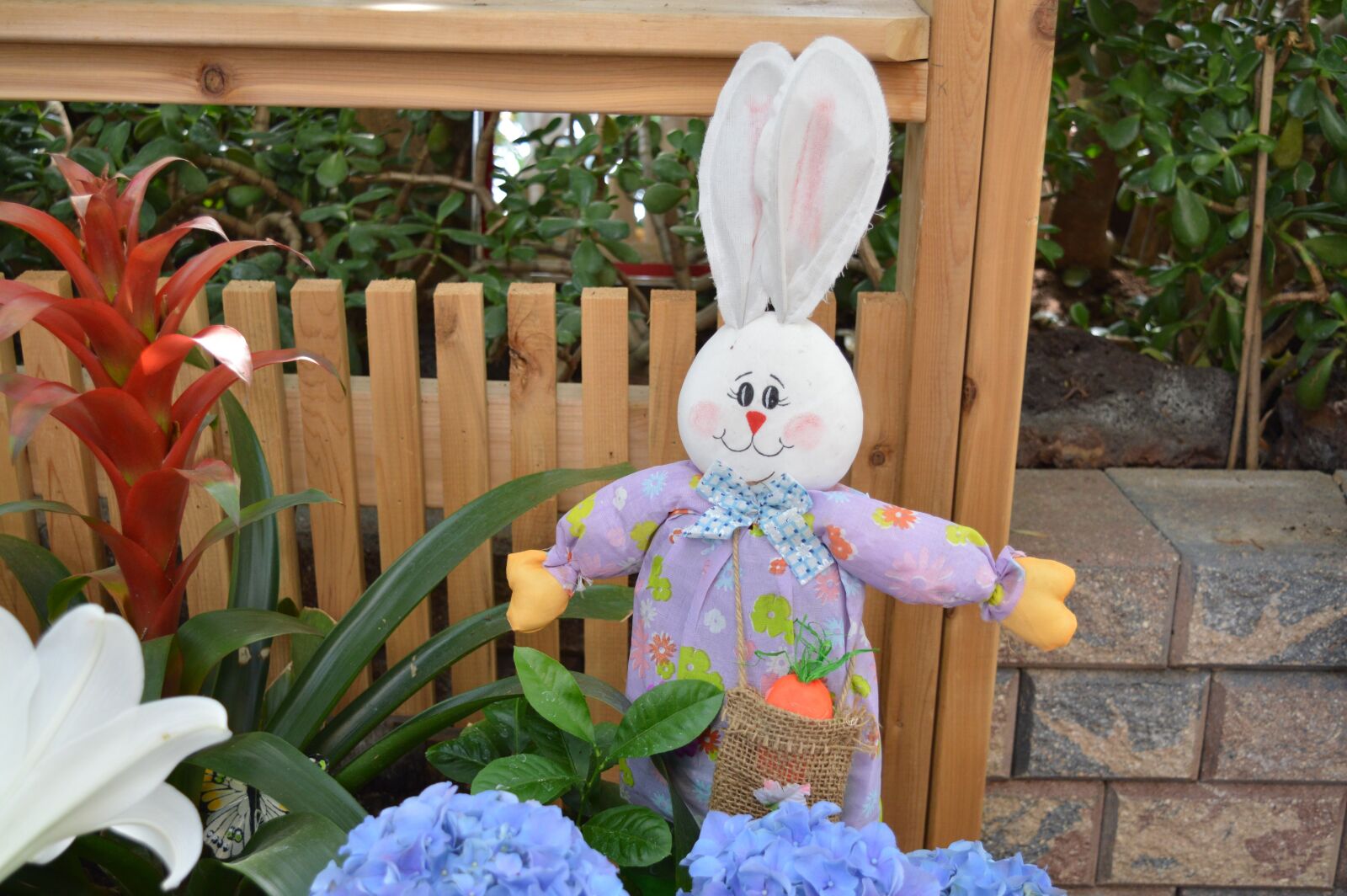 Nikon D3200 sample photo. Rabbit, bunny, hare photography