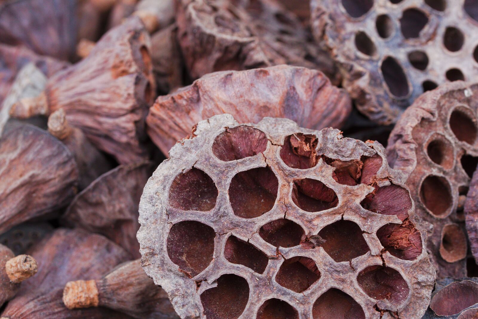 Canon EOS 6D sample photo. Food, background, close up photography
