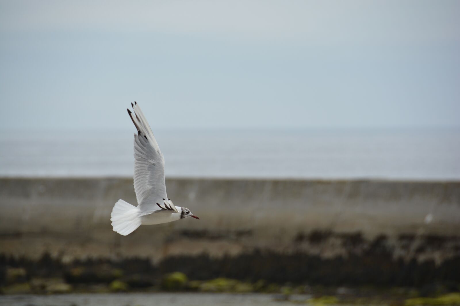 Nikon D7100 sample photo. Bird, bird flight, seagull photography