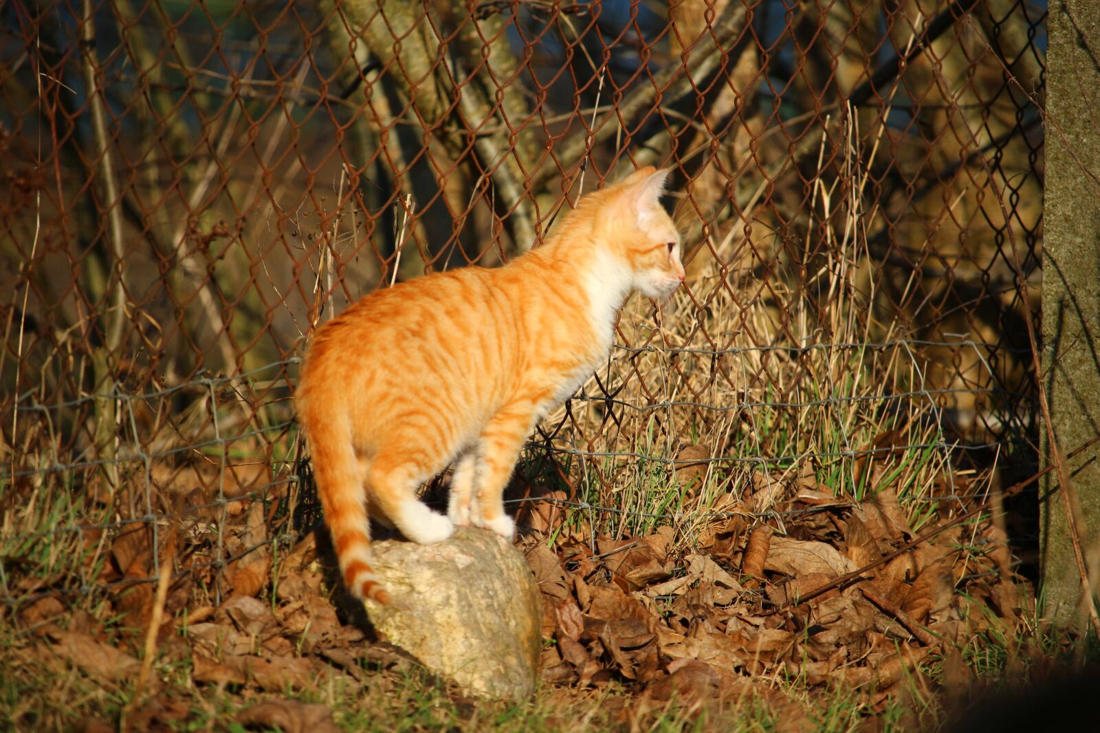 Canon EOS 100D (EOS Rebel SL1 / EOS Kiss X7) sample photo. Cat, kitten, red mackerel photography