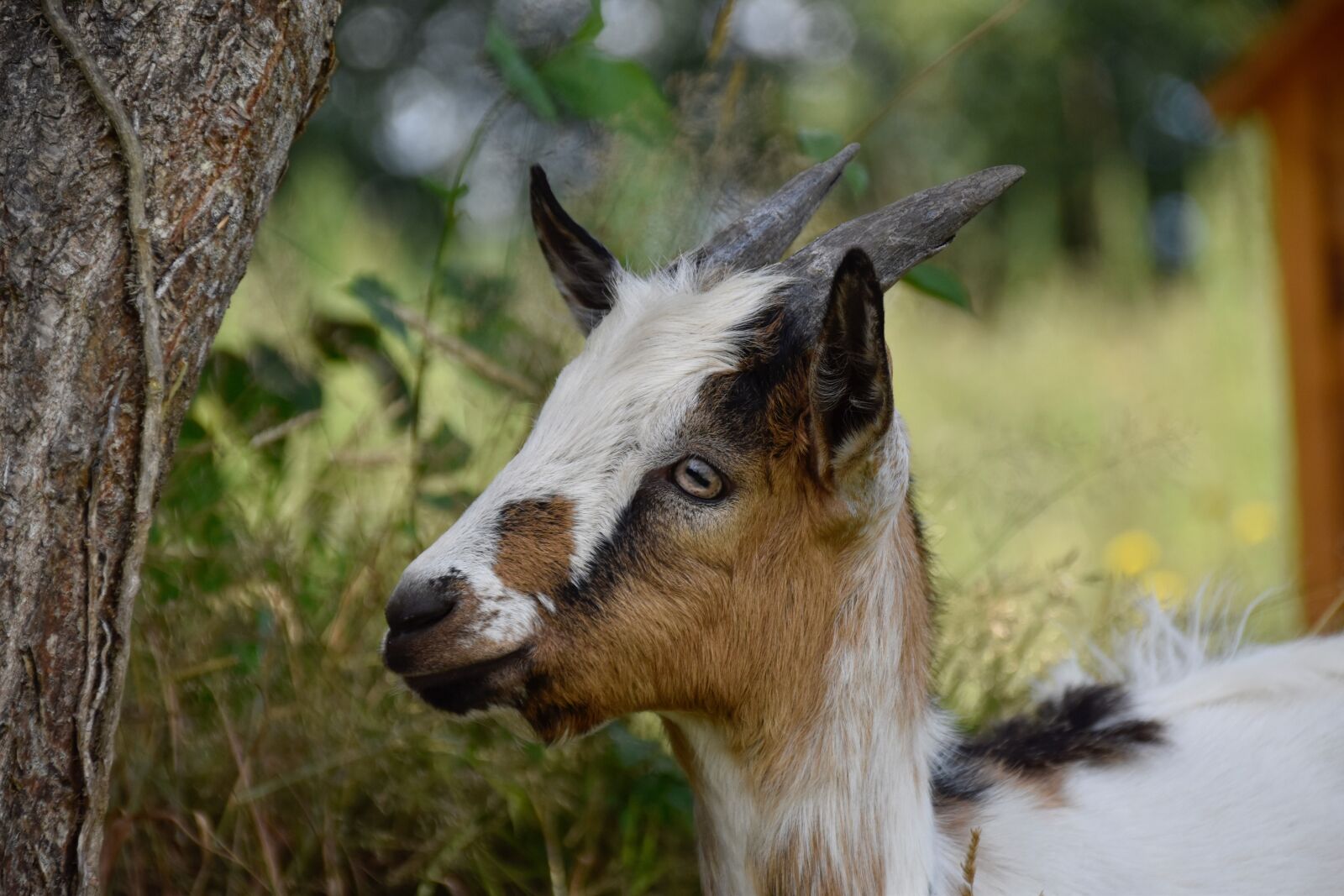 Nikon D5600 sample photo. Goat p pito, goat photography