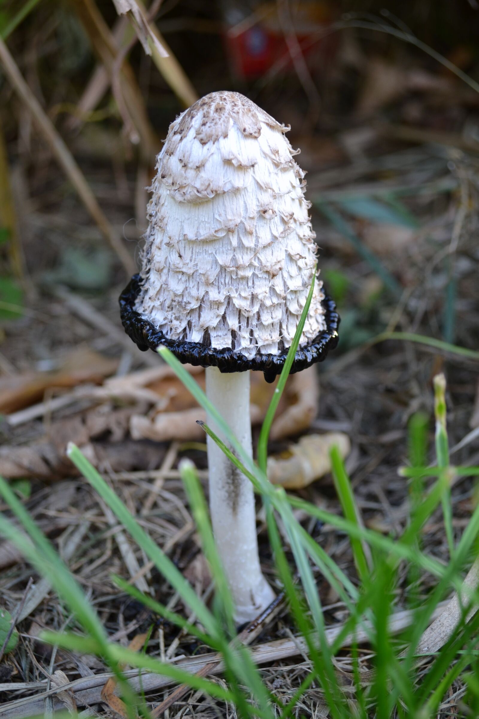 Nikon D3100 sample photo. Mushroom, forest, autumn photography