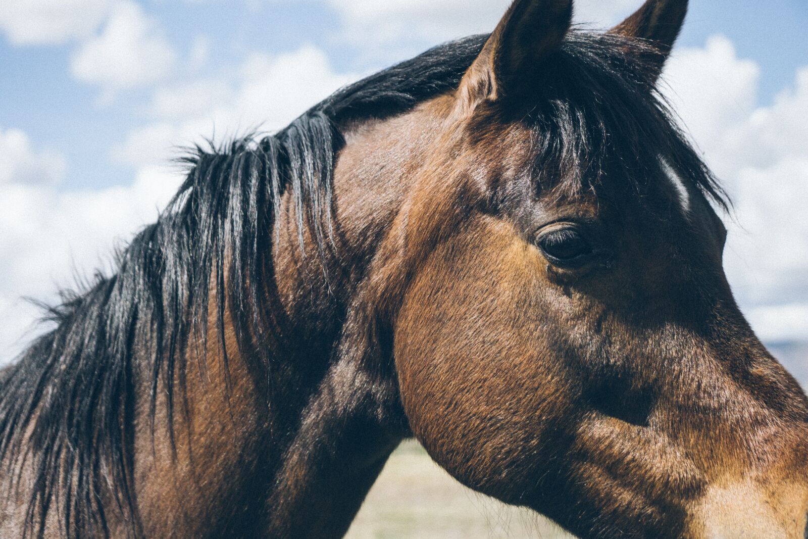 Sony E 55-210mm F4.5-6.3 OSS sample photo. Animal, close-up, horse photography