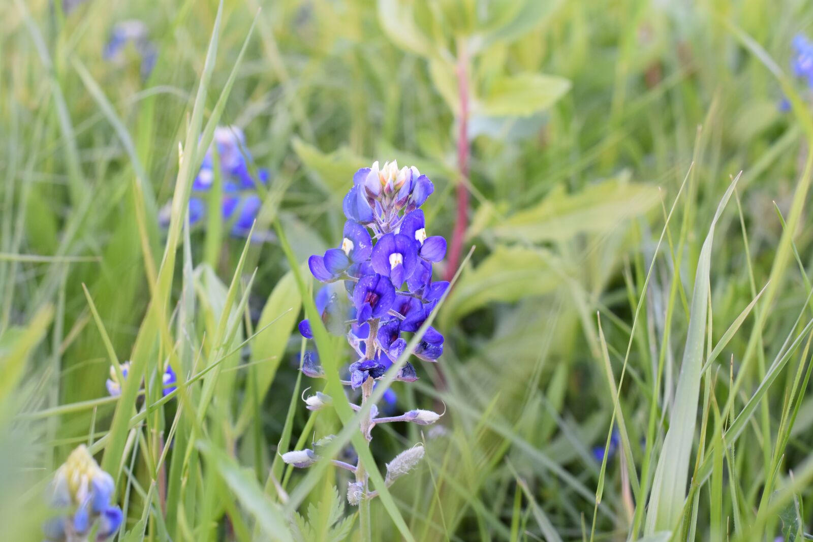 Nikon D7200 sample photo. Bluebonnet, texas, field photography