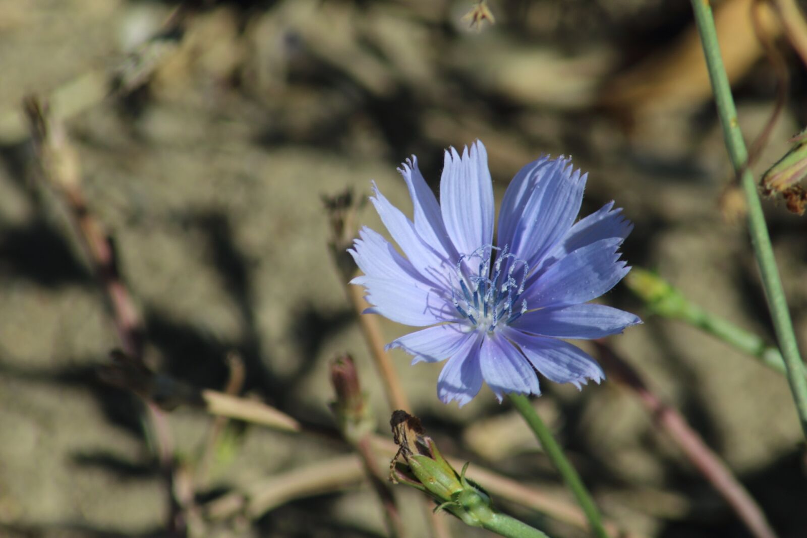 Canon EOS 1200D (EOS Rebel T5 / EOS Kiss X70 / EOS Hi) sample photo. Nature, plant, outdoors photography