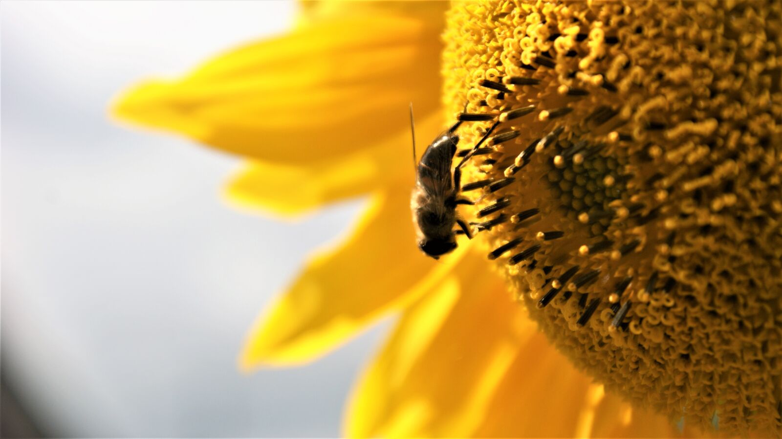 Sony Alpha DSLR-A350 sample photo. Bee, sunflower, pollen photography