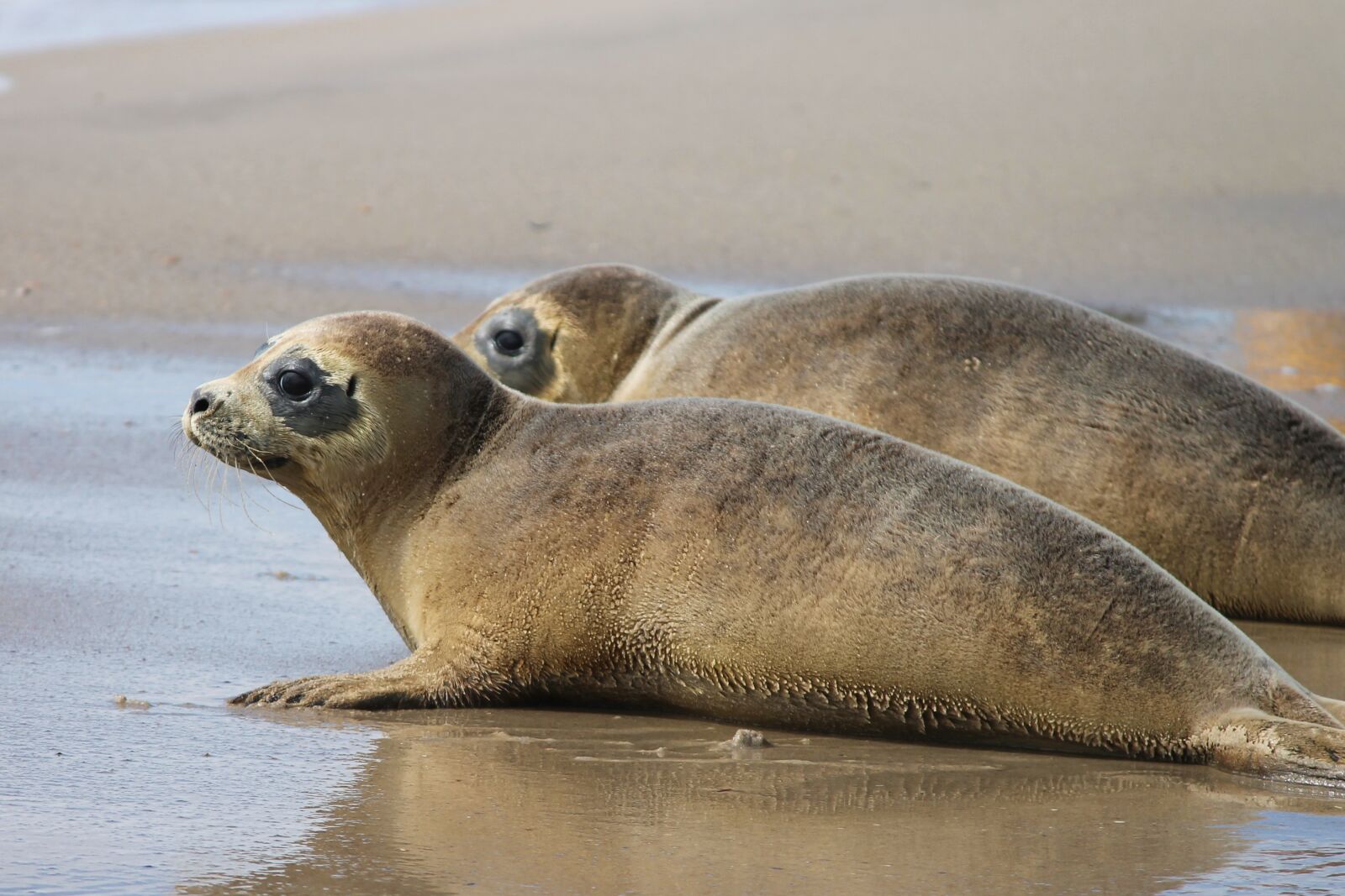 Canon EOS 1100D (EOS Rebel T3 / EOS Kiss X50) sample photo. Crawl, young animals, beach photography