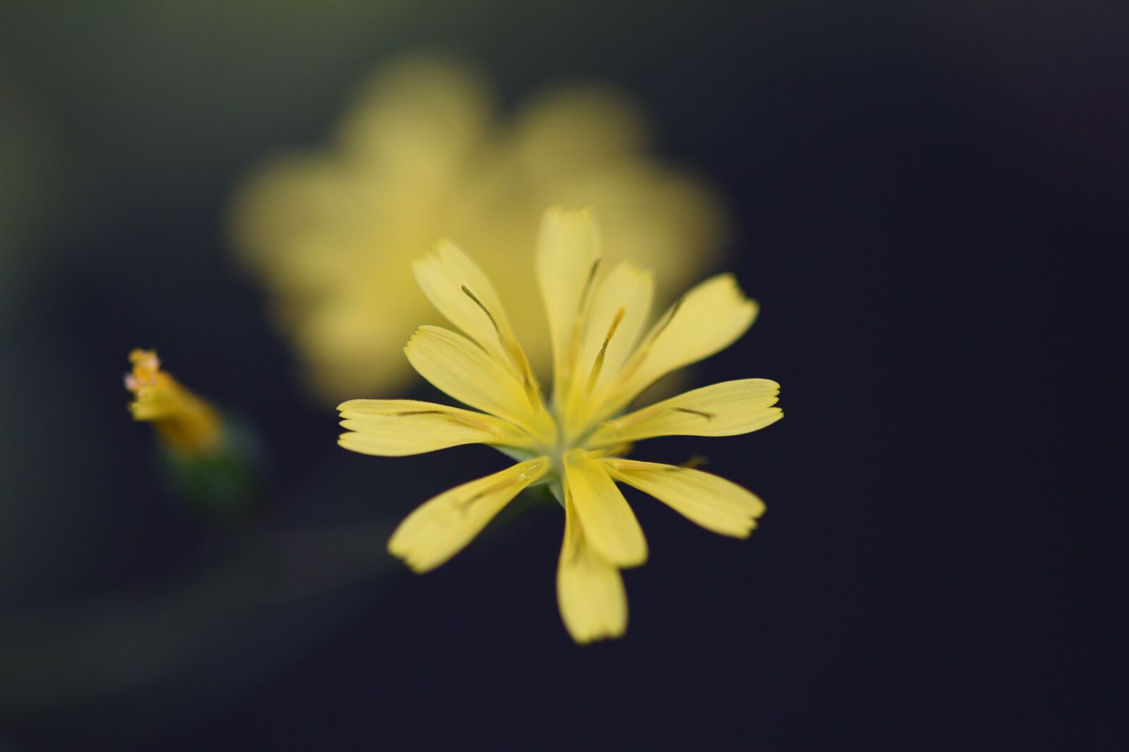 Nikon D750 sample photo. Flower, bloom, blossom photography