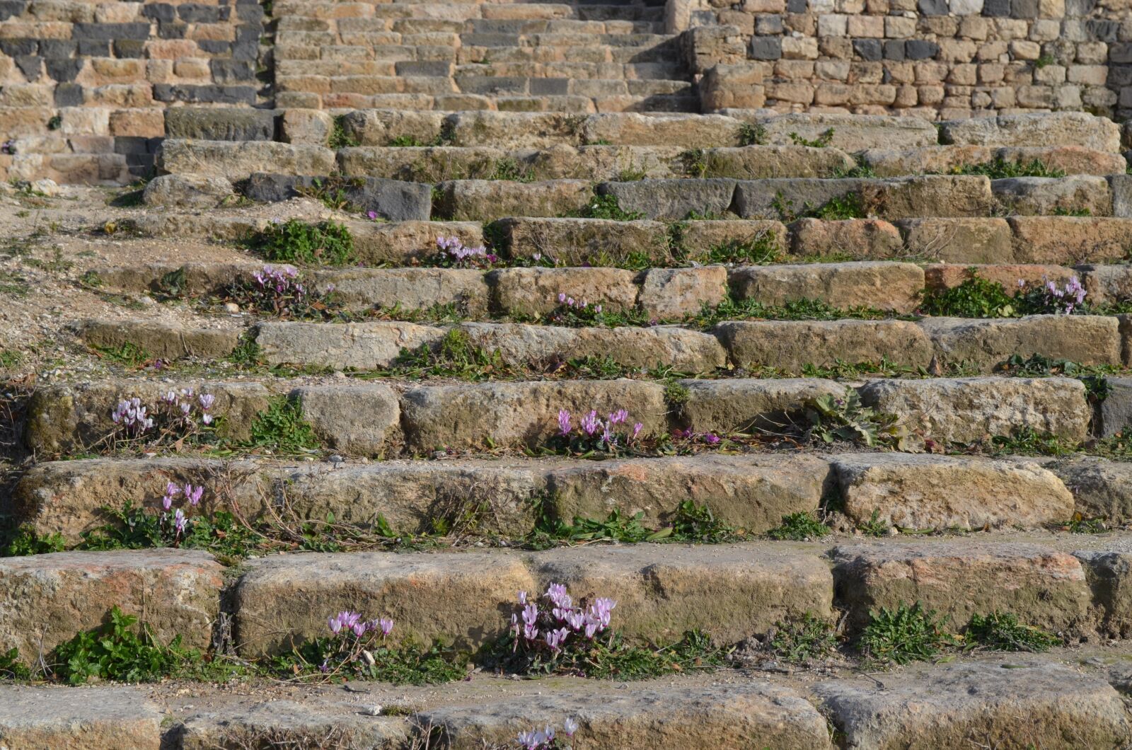 Nikon D5100 sample photo. Flowers, stairs, ruins photography