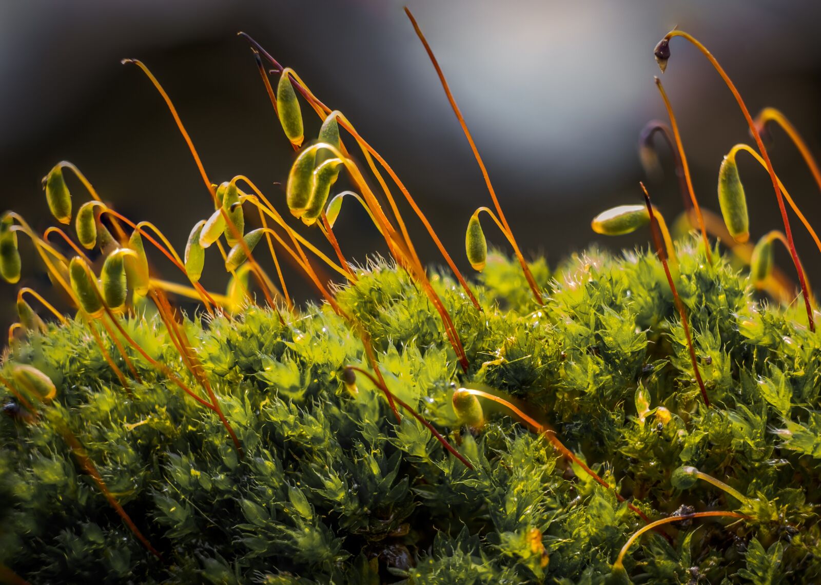 Fujifilm X-T20 sample photo. Moss, nature, spring photography