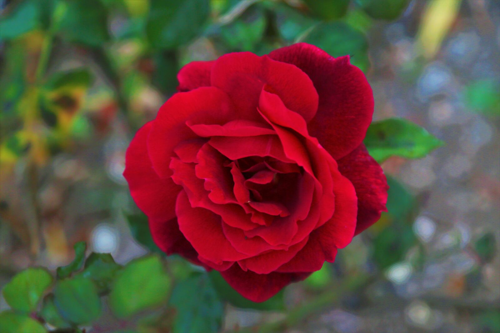 Canon EF 24-105mm F4L IS USM sample photo. Rose, red, nature photography