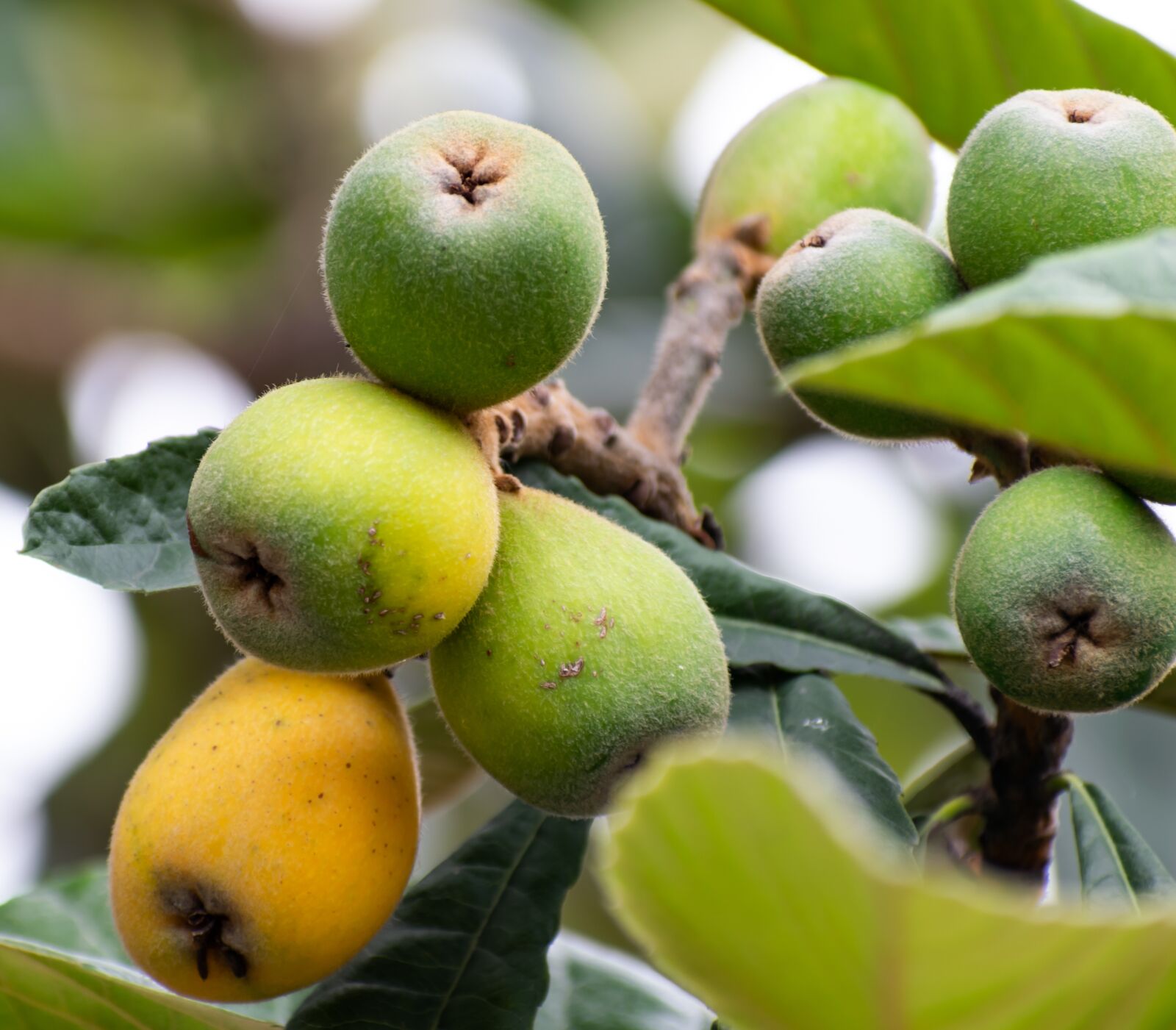 Nikon D3300 sample photo. Fresh fruits, fruit, food photography