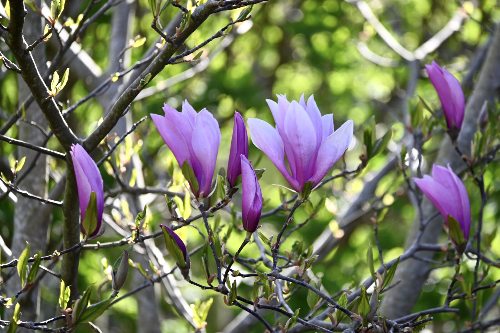 Nikon Z6 sample photo. Magnolia, magnolia tree, magnolia photography