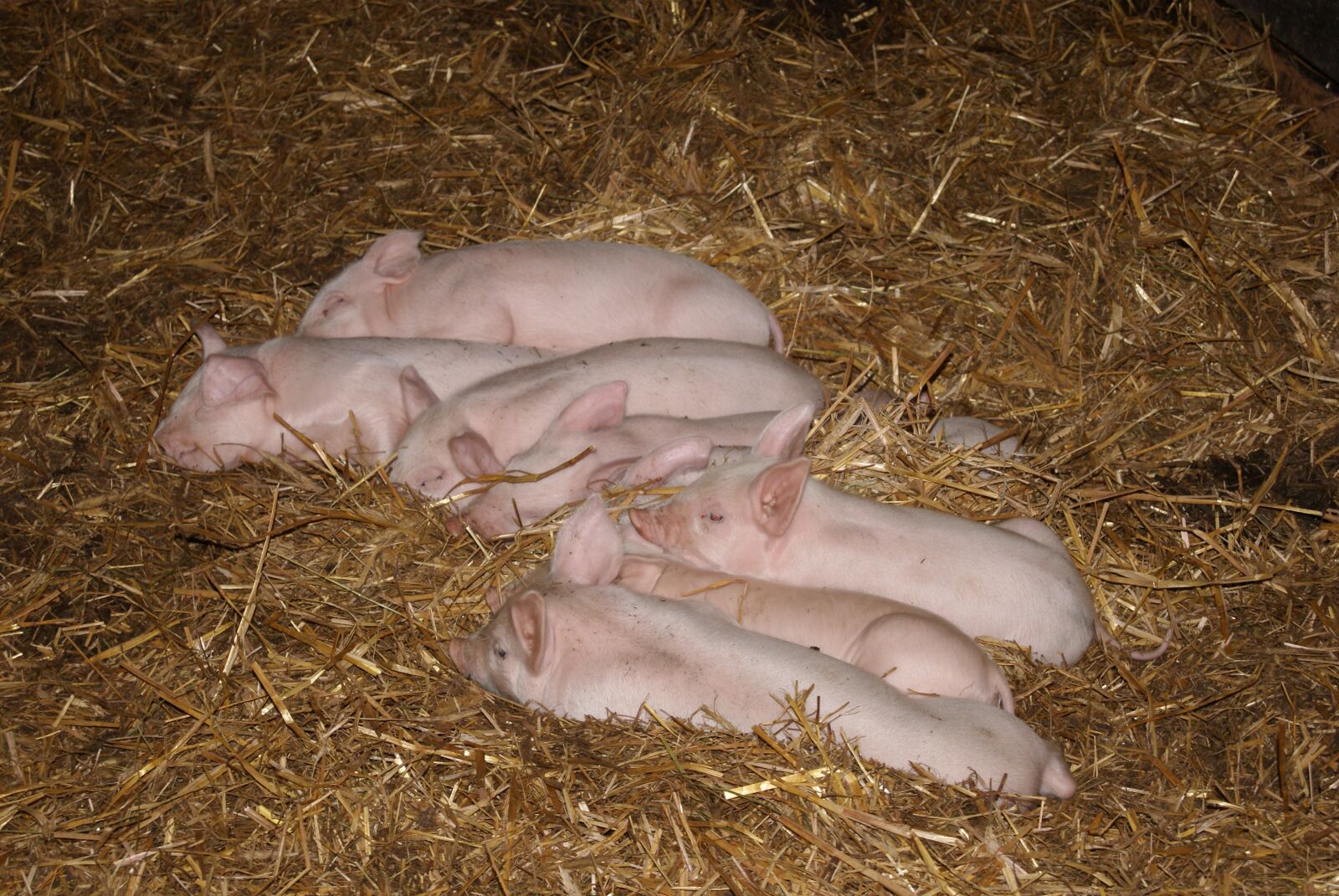 Sony Alpha DSLR-A230 sample photo. Pig, piglets, chlewik photography