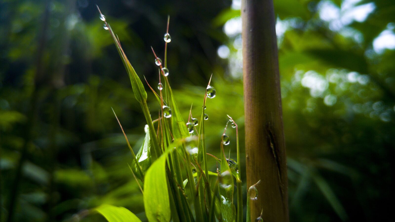 LG G4 sample photo. Leaf, plant, nature photography