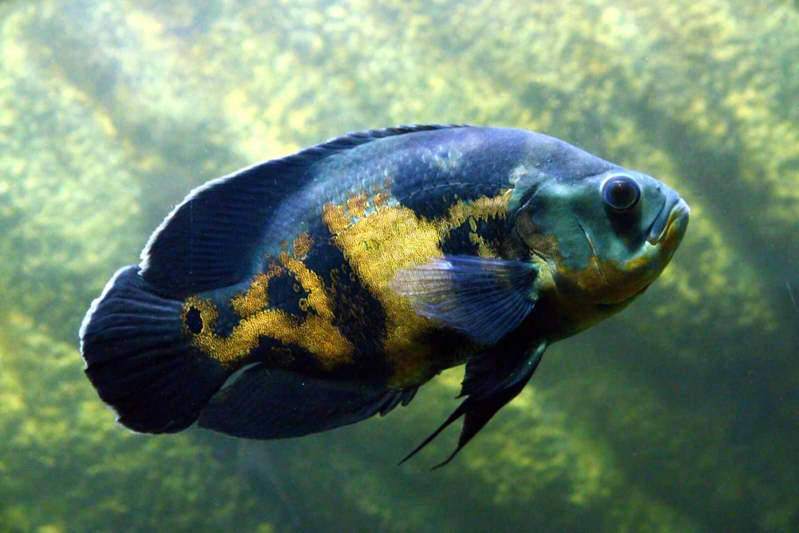 Canon EOS 650D (EOS Rebel T4i / EOS Kiss X6i) sample photo. Astronotus, fish, cichlid photography